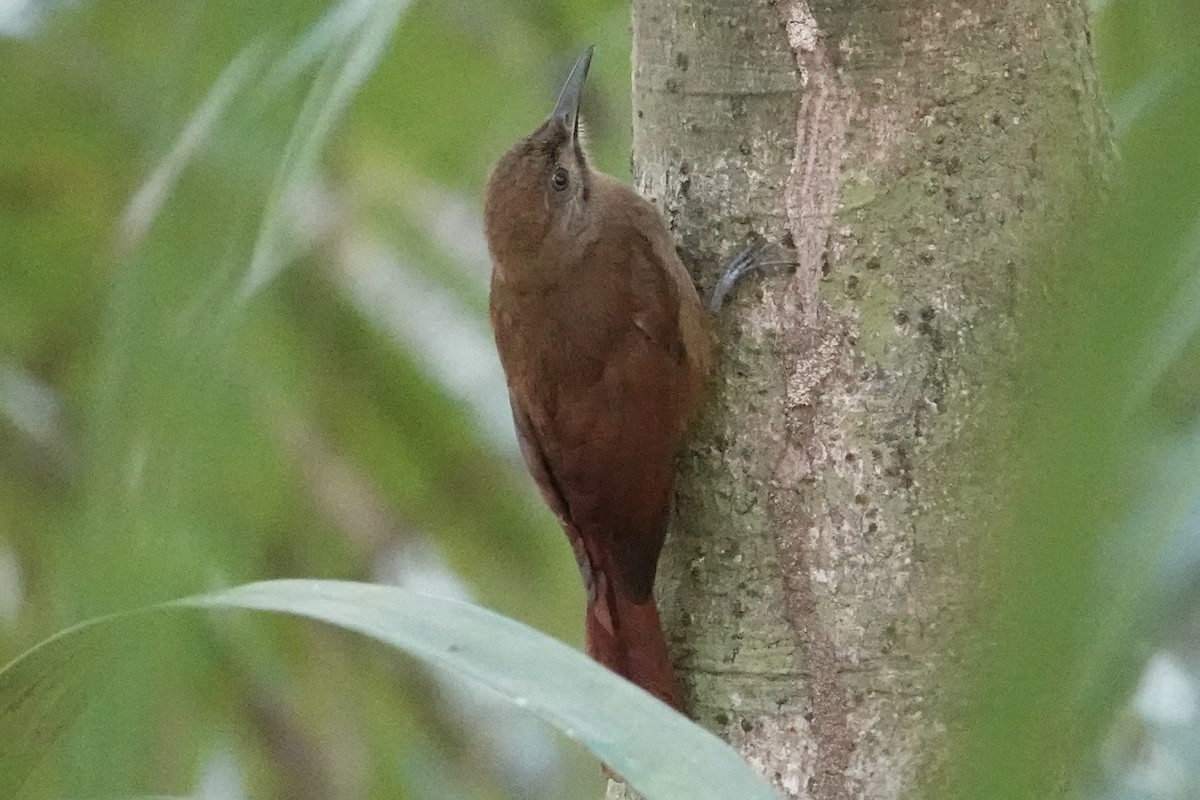 Plain-brown Woodcreeper - ML616905820