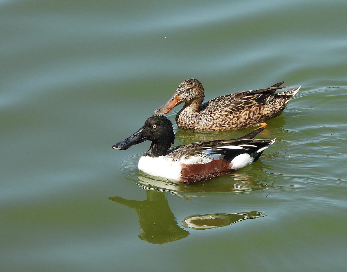 Northern Shoveler - ML616905826