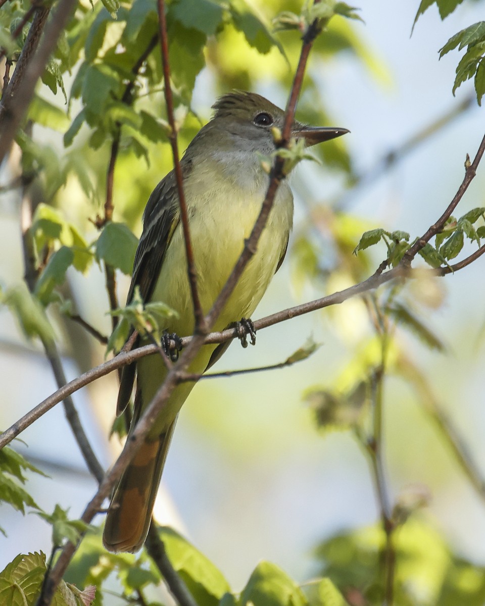 Great Crested Flycatcher - ML616905876