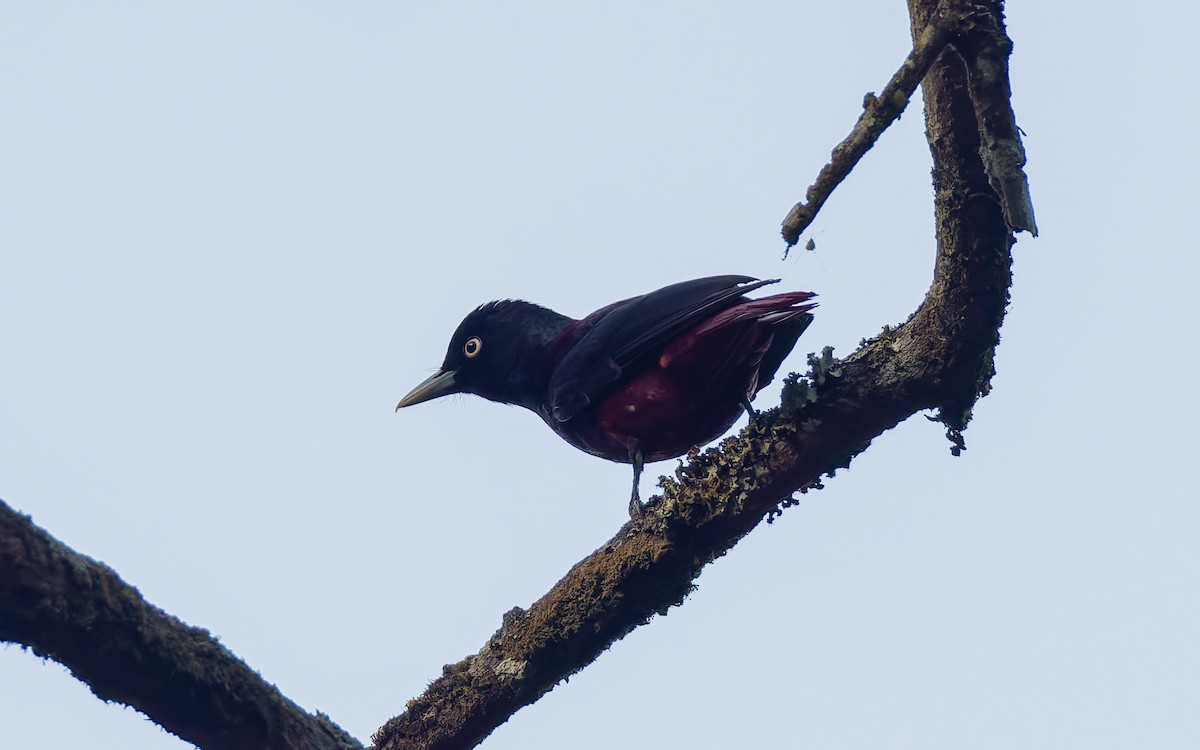Maroon Oriole - ML616905893
