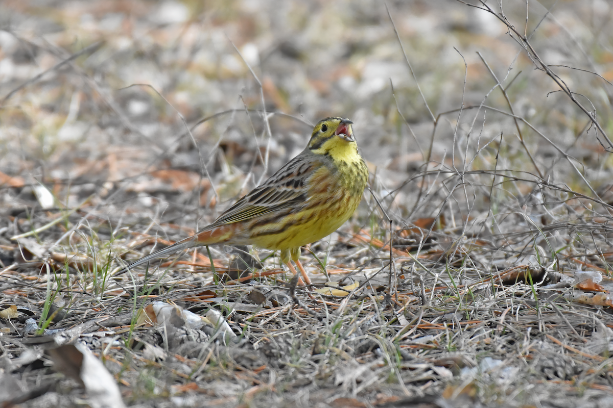 Yellowhammer - Aibar Magazov