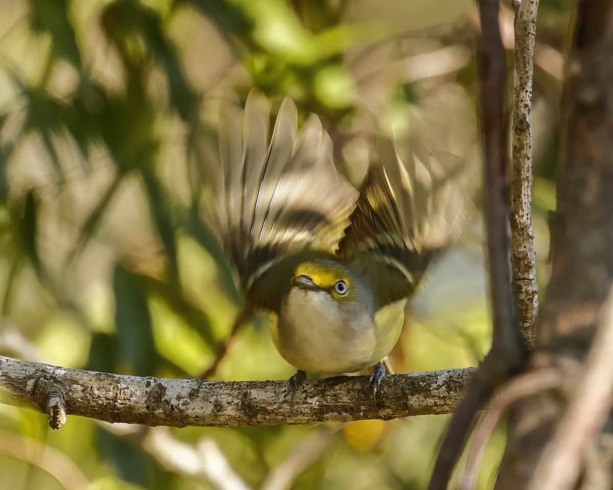 Ak Gözlü Vireo - ML616905897