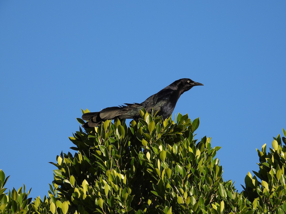 Great-tailed Grackle - ML616905915