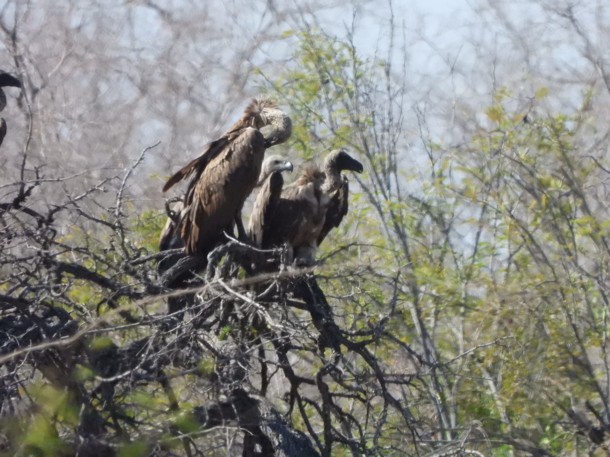 White-backed Vulture - ML616905918