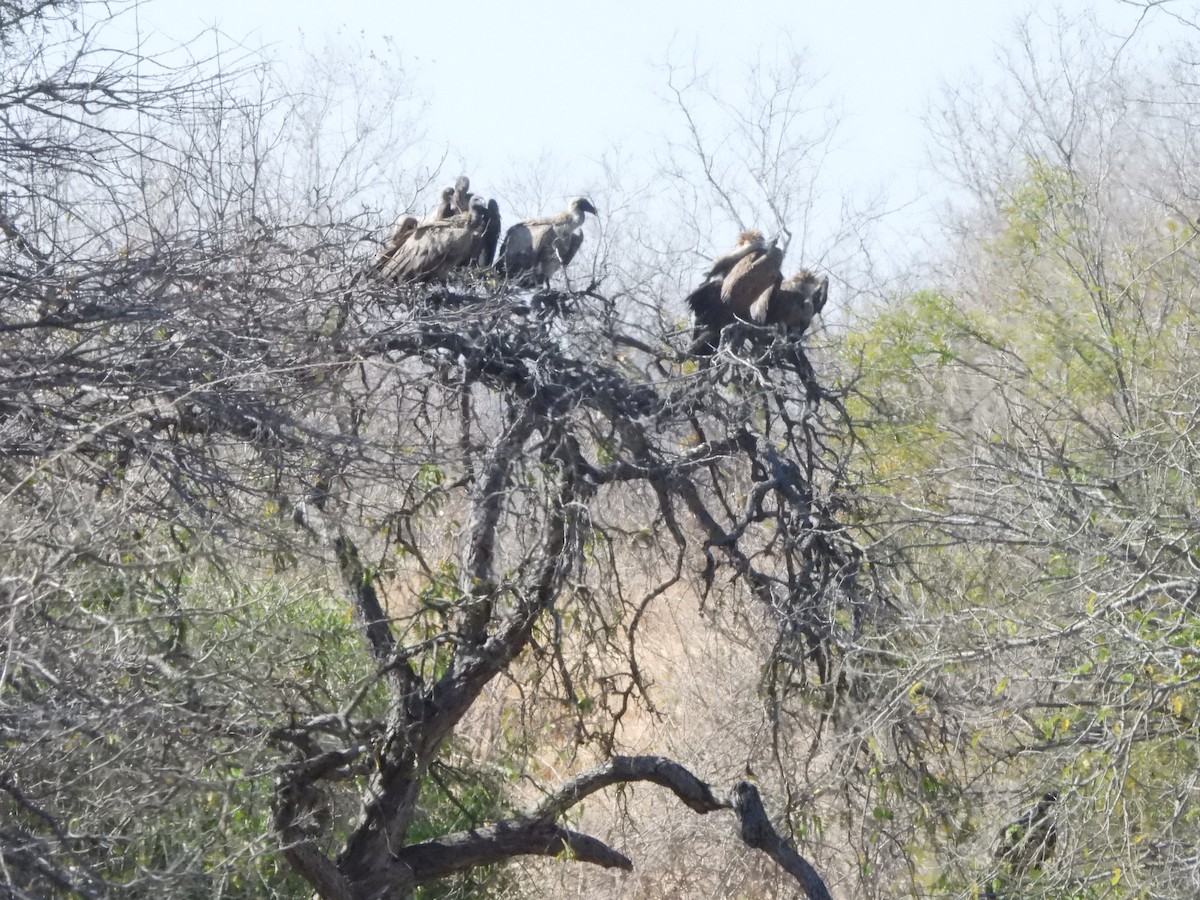 White-backed Vulture - ML616905919