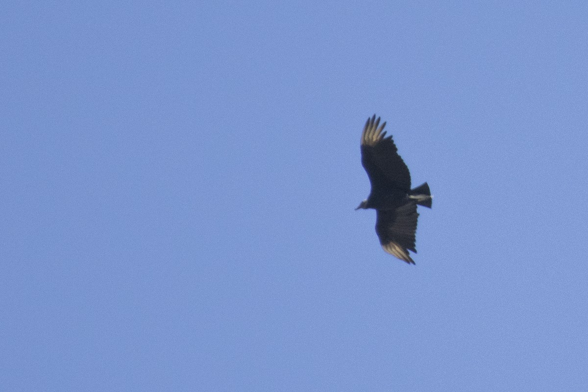 Black Vulture - ML616905935