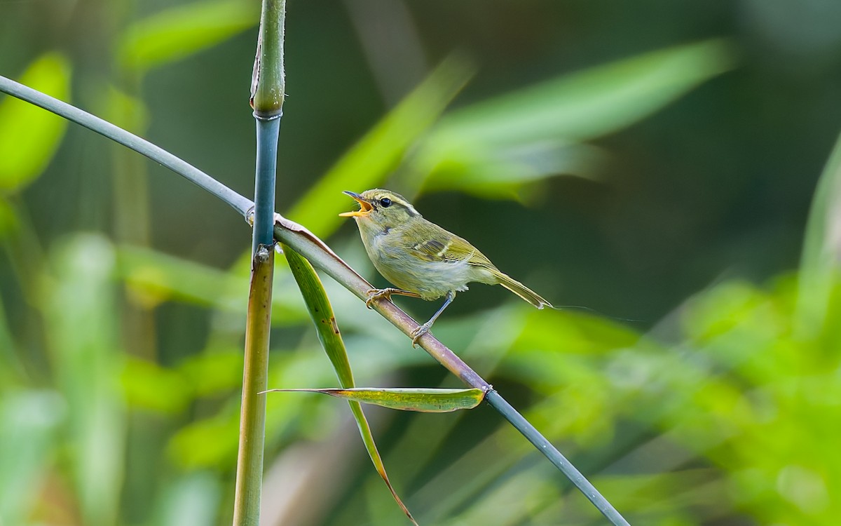 Kloss's Leaf Warbler - Peter Kennerley