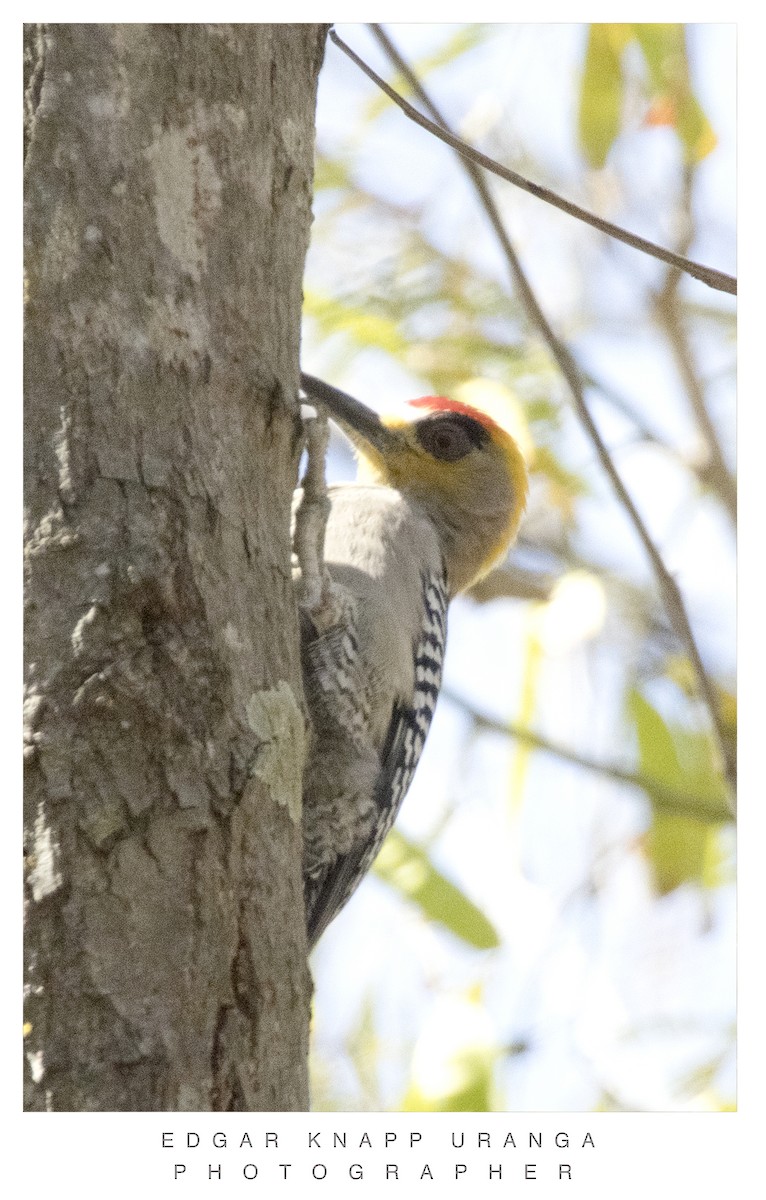 Golden-cheeked Woodpecker - ML616905961