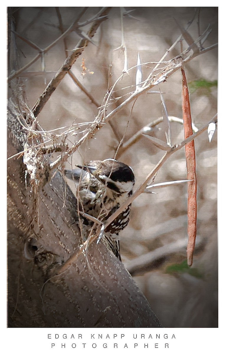 Hairy Woodpecker - ML616905967