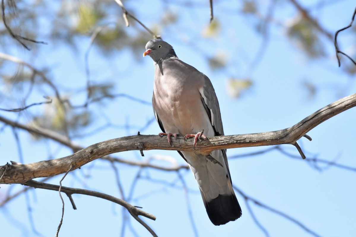 Common Wood-Pigeon - ML616905968