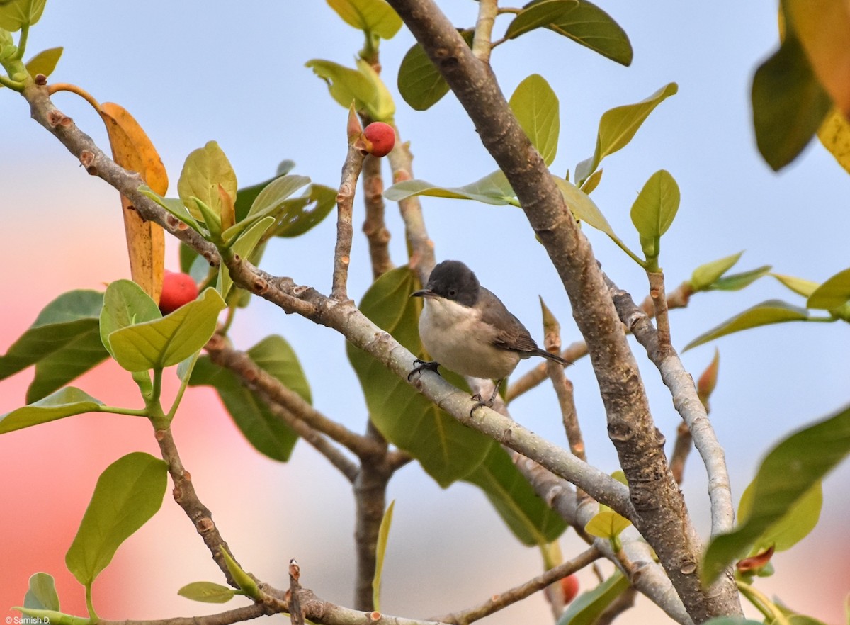 Eastern Orphean Warbler - Samish Dhongle