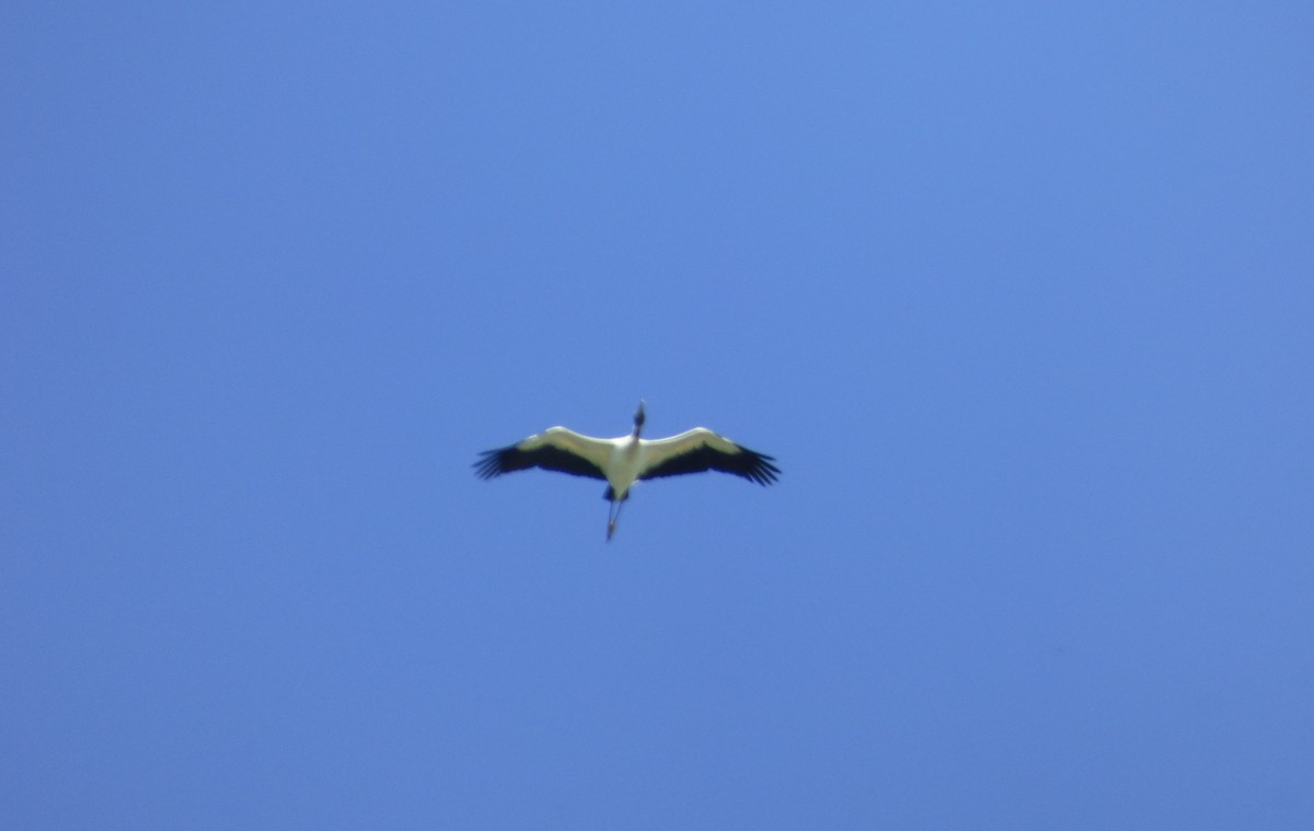 Wood Stork - ML616906000