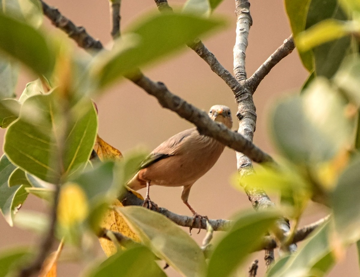Chestnut-tailed Starling - ML616906002
