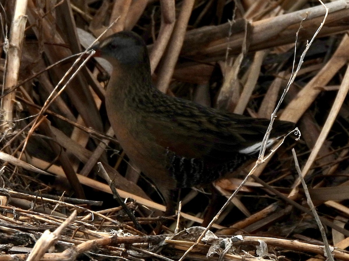 Virginia Rail - ML616906007