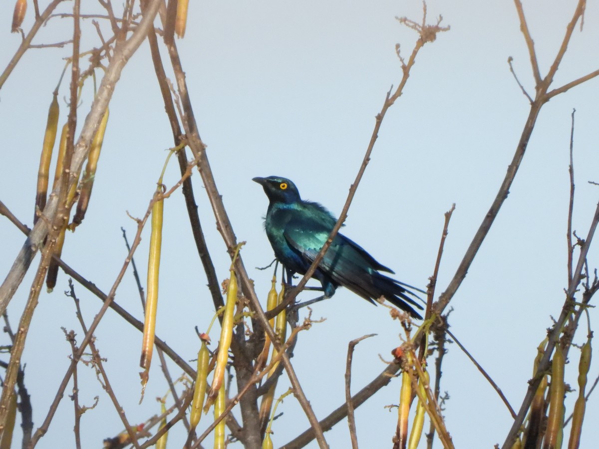 Lesser Blue-eared Starling (Miombo) - ML616906039