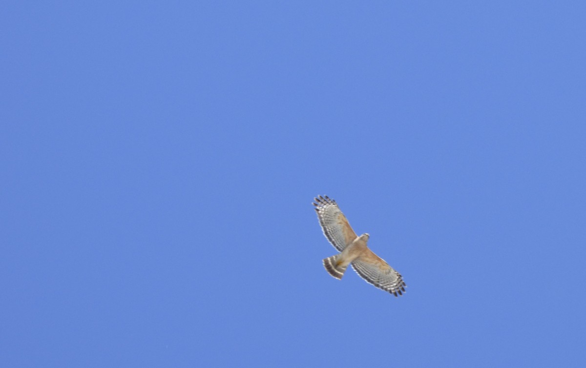 Red-shouldered Hawk - ML616906064
