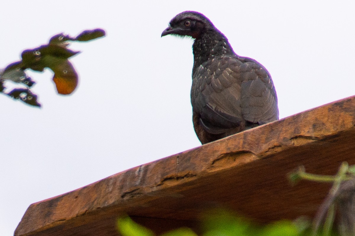 Dusky-legged Guan - ML616906077