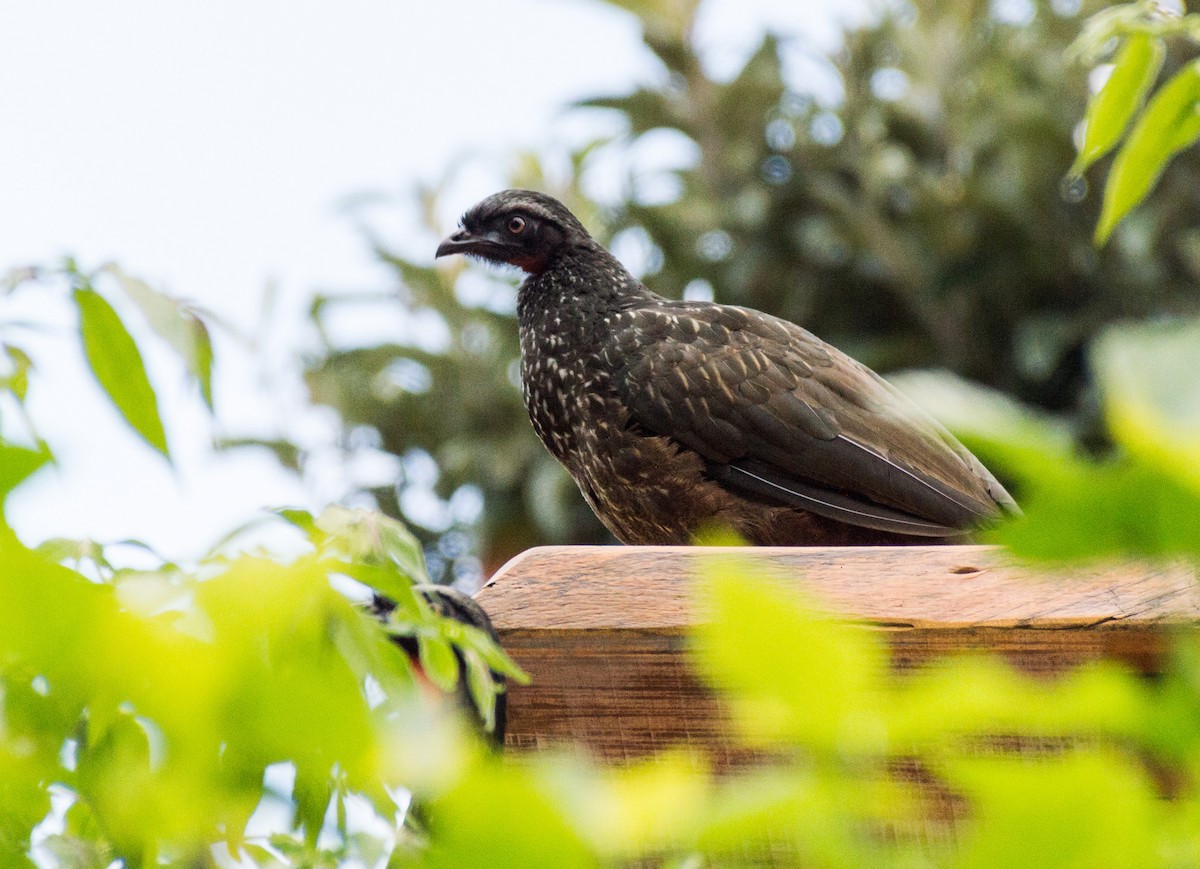 Dusky-legged Guan - ML616906078