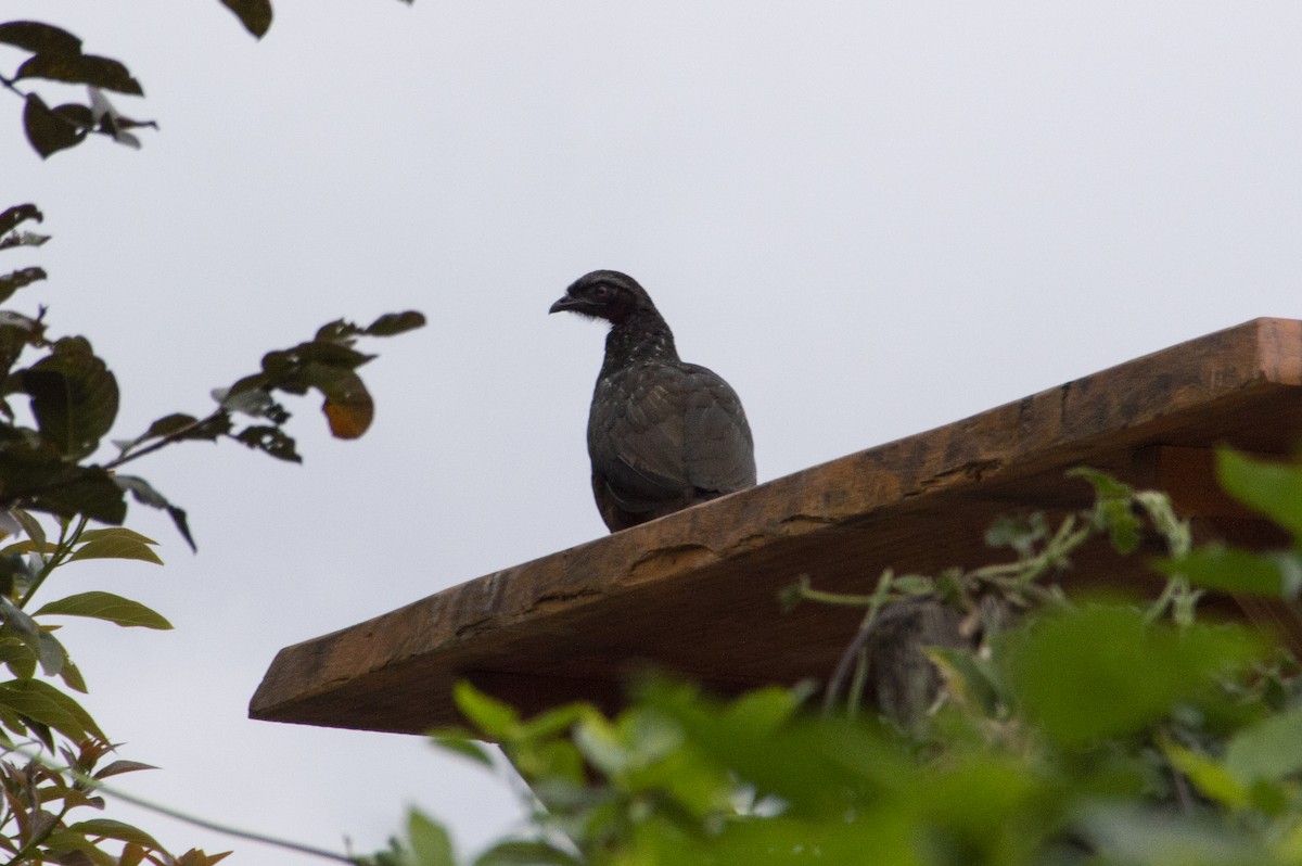 Dusky-legged Guan - ML616906080