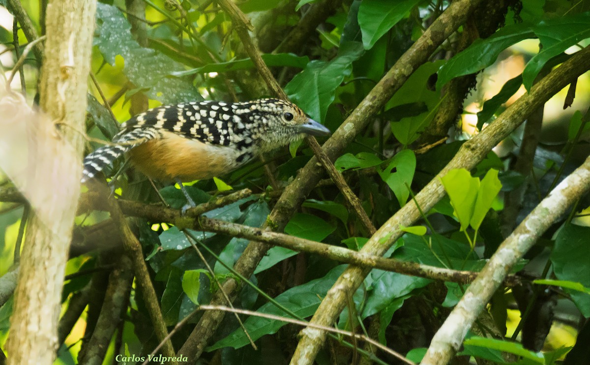 Spot-backed Antshrike - ML616906097