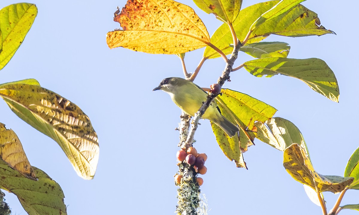 Mindanao White-eye - ML616906121