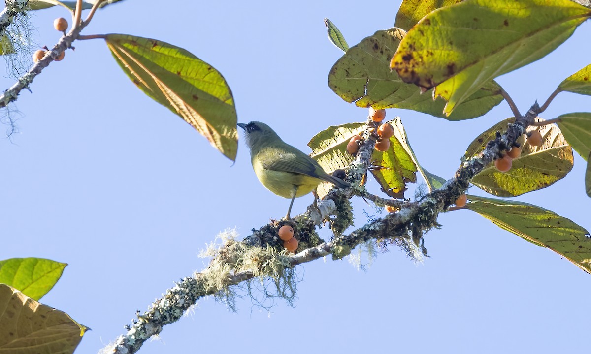 Mindanao White-eye - ML616906123