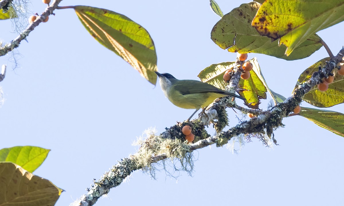 Mindanao White-eye - ML616906124