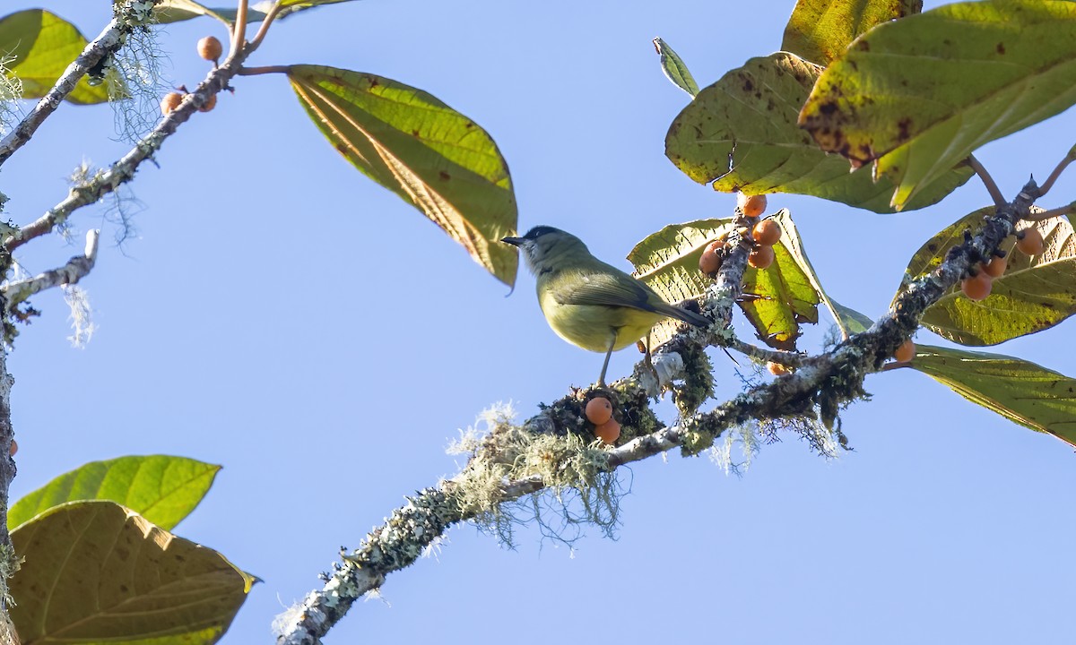 Mindanao White-eye - ML616906129