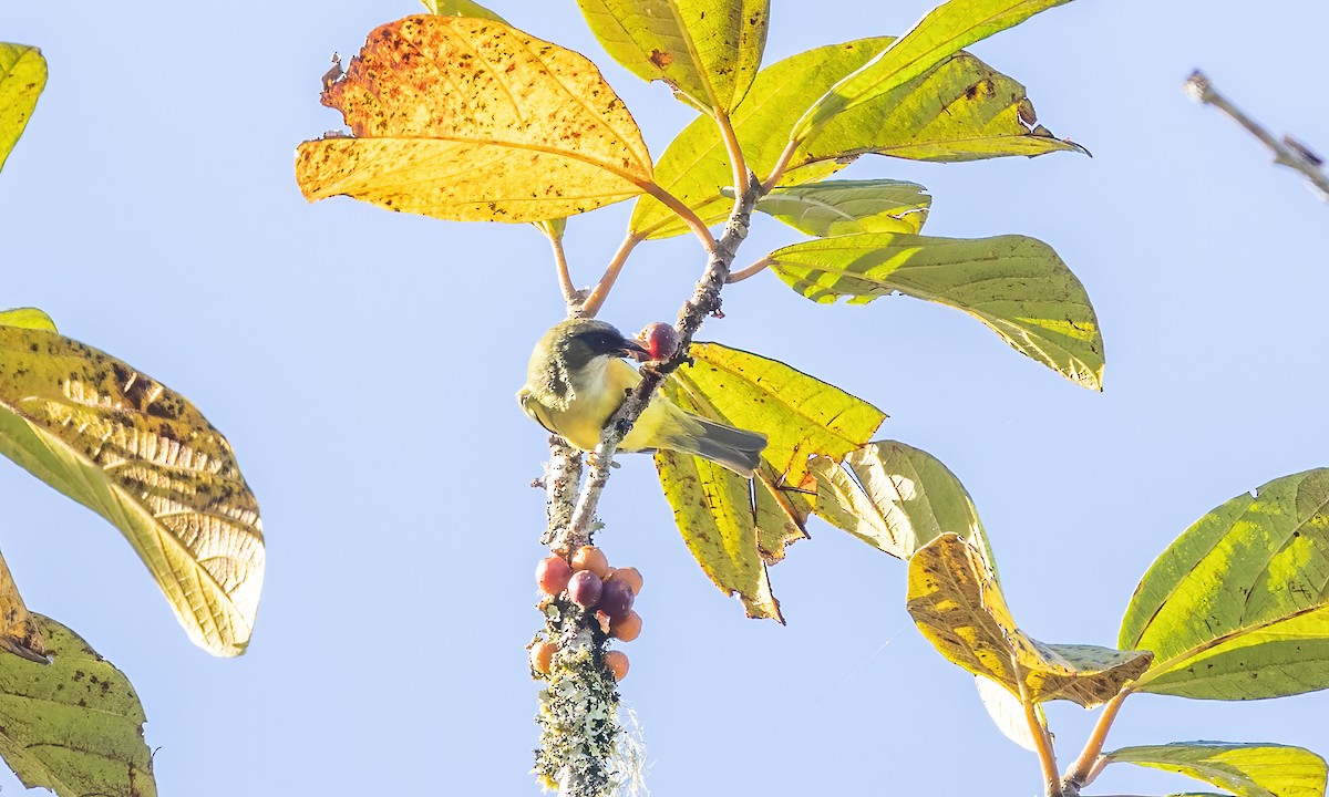 Mindanao White-eye - ML616906130