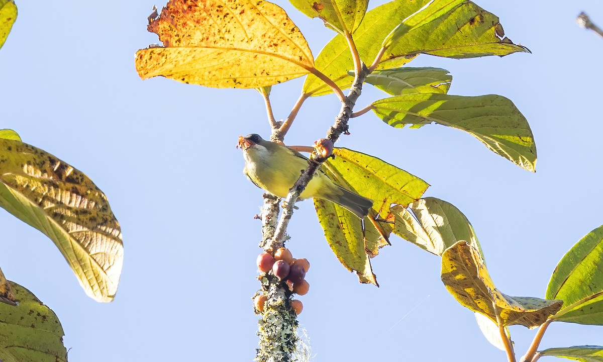 Mindanao White-eye - ML616906131