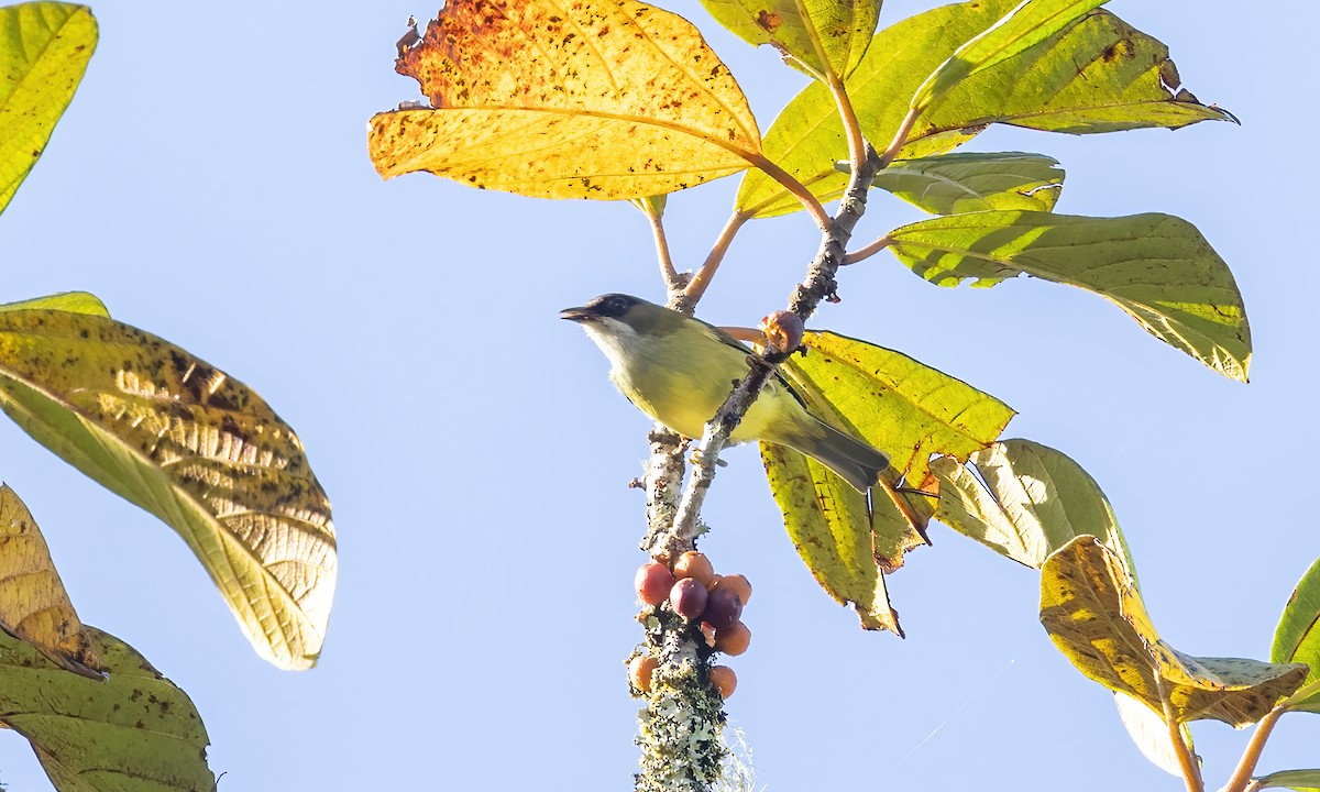 Mindanao White-eye - ML616906132