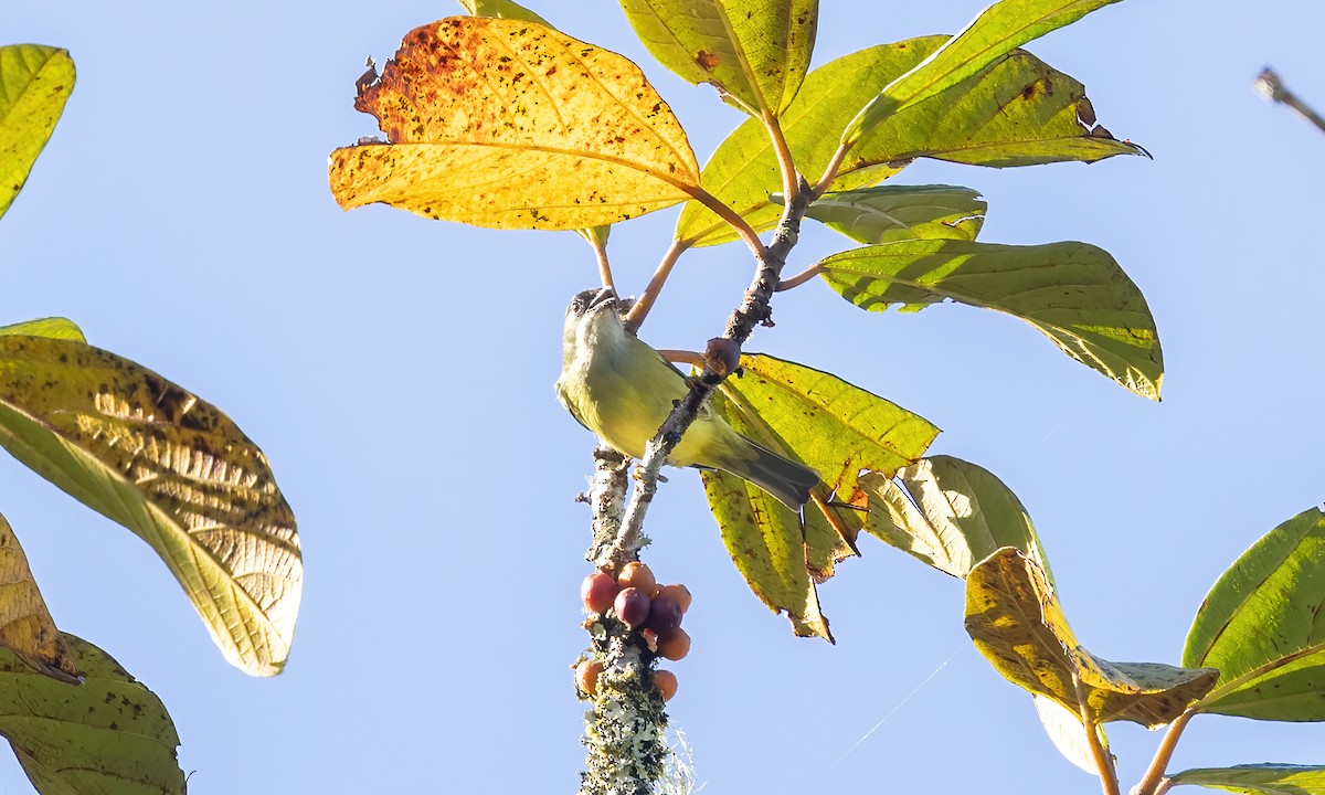 Mindanao White-eye - ML616906135