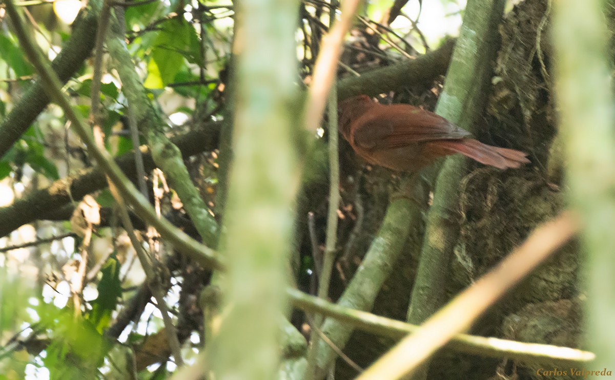 Red-crowned Ant-Tanager - ML616906159