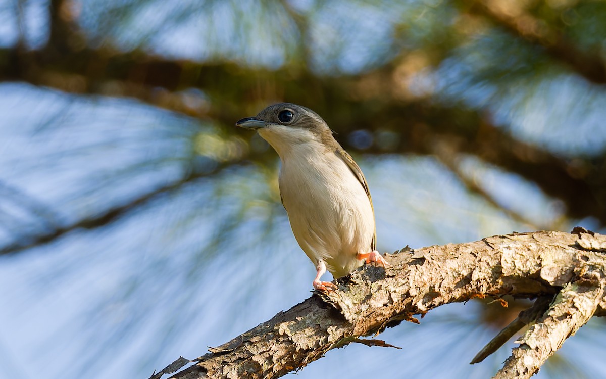 White-browed Shrike-Babbler (Dalat) - ML616906168