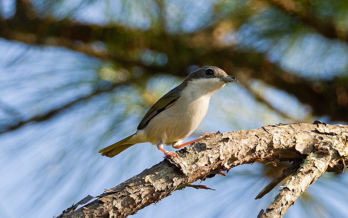 White-browed Shrike-Babbler (Dalat) - ML616906169