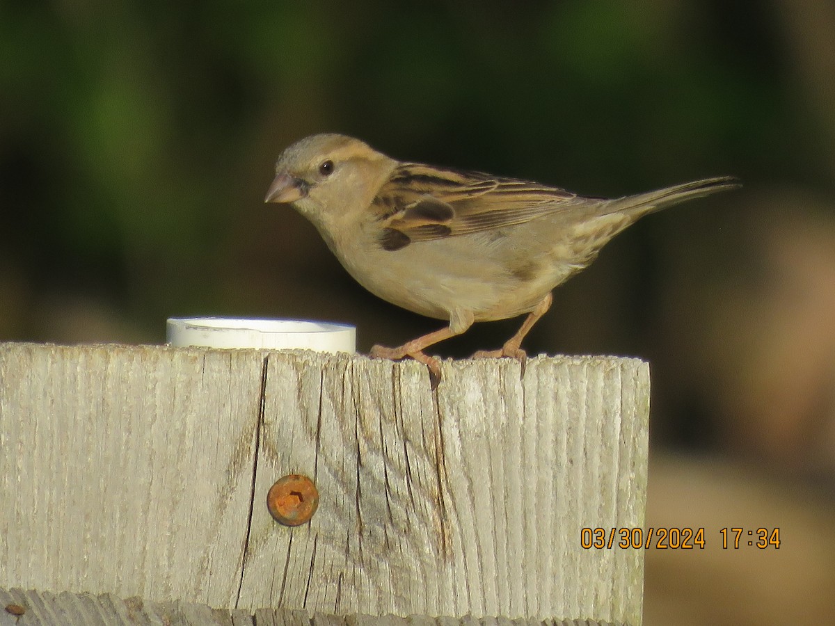 Moineau domestique - ML616906184