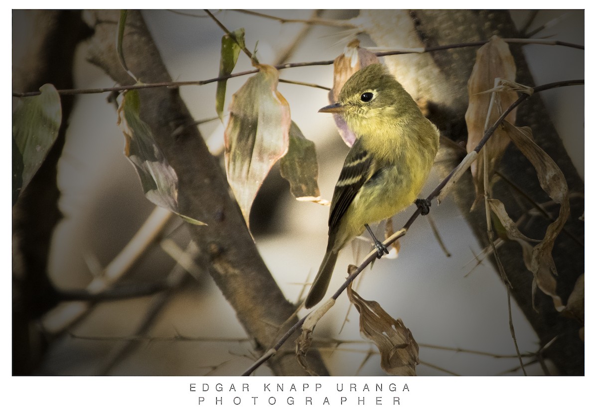 Pine Flycatcher - ML616906241