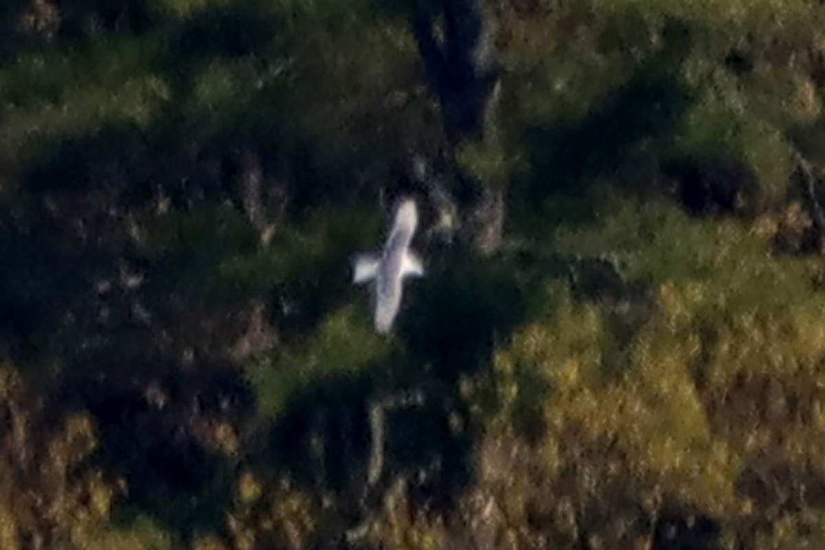 Black-legged Kittiwake - ML616906274