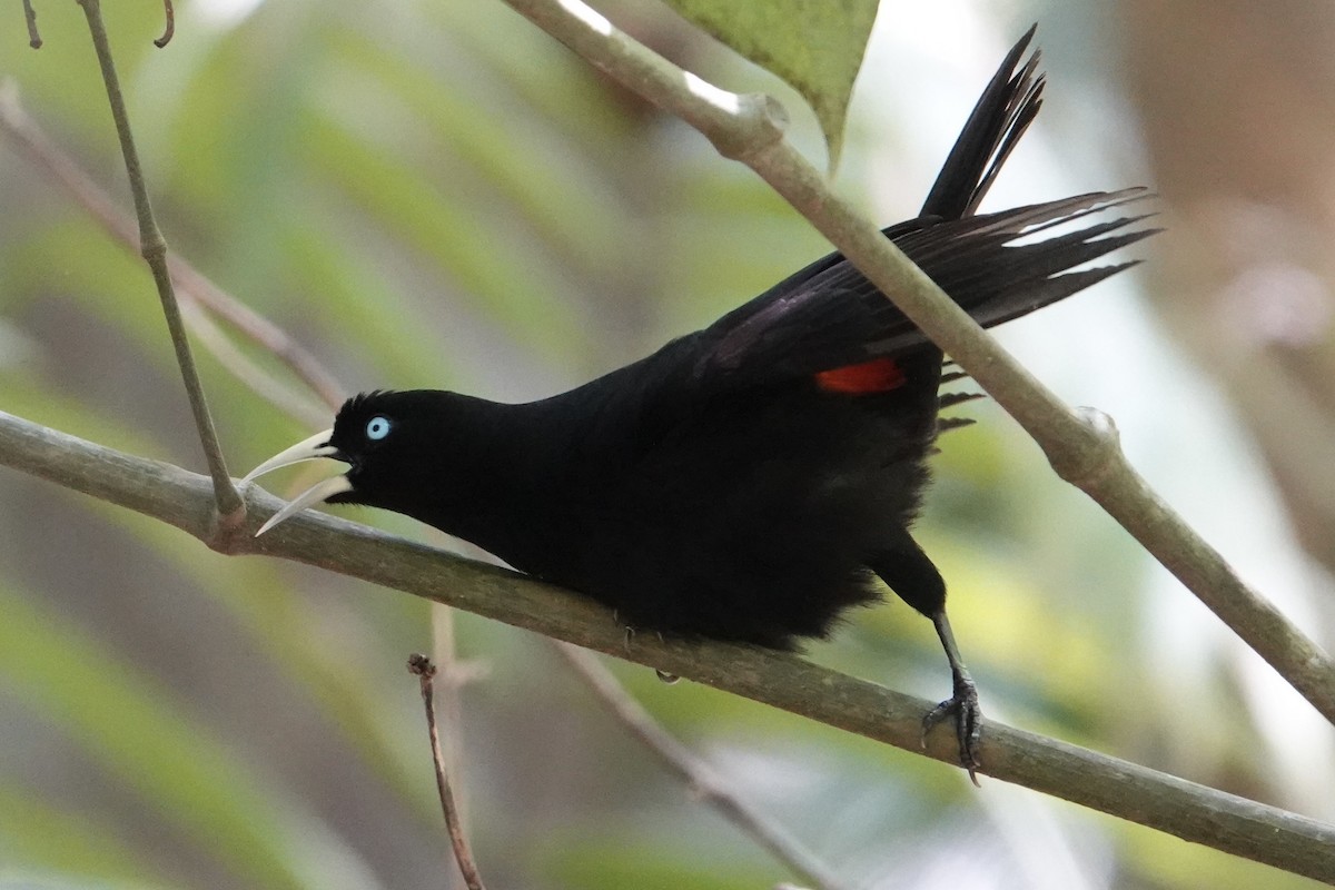 Scarlet-rumped Cacique - ML616906309