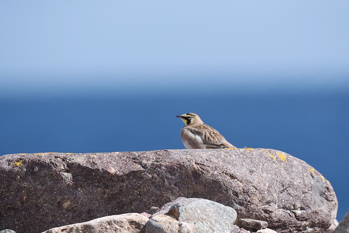 Horned Lark - ML616906325