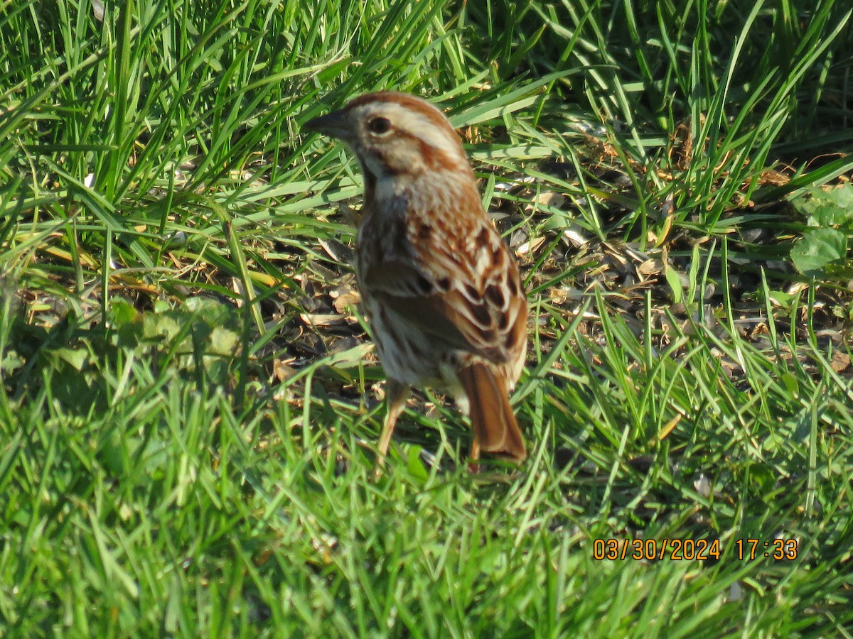 Song Sparrow - ML616906387