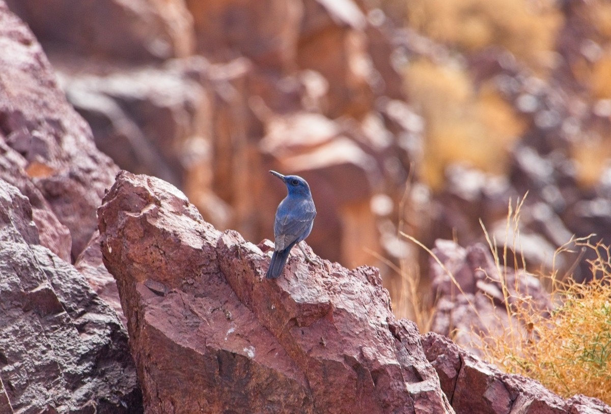 Blue Rock-Thrush - Chris Brown