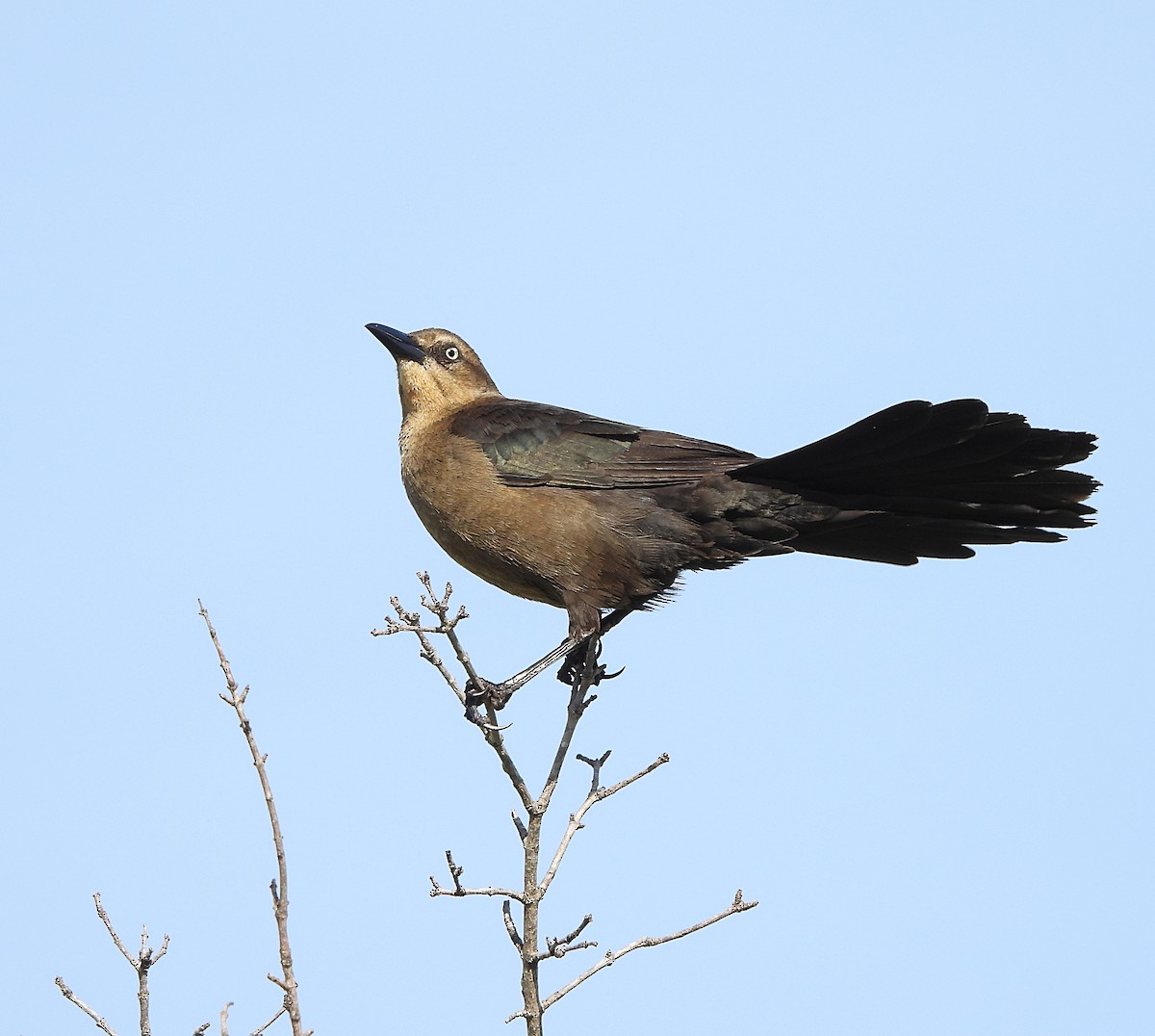 Great-tailed Grackle - ML616906437