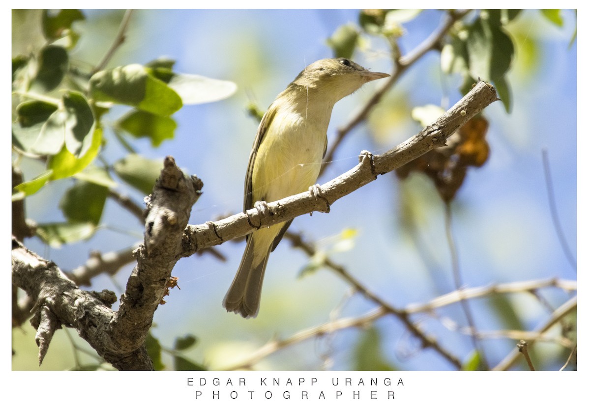 Warbling Vireo - ML616906438