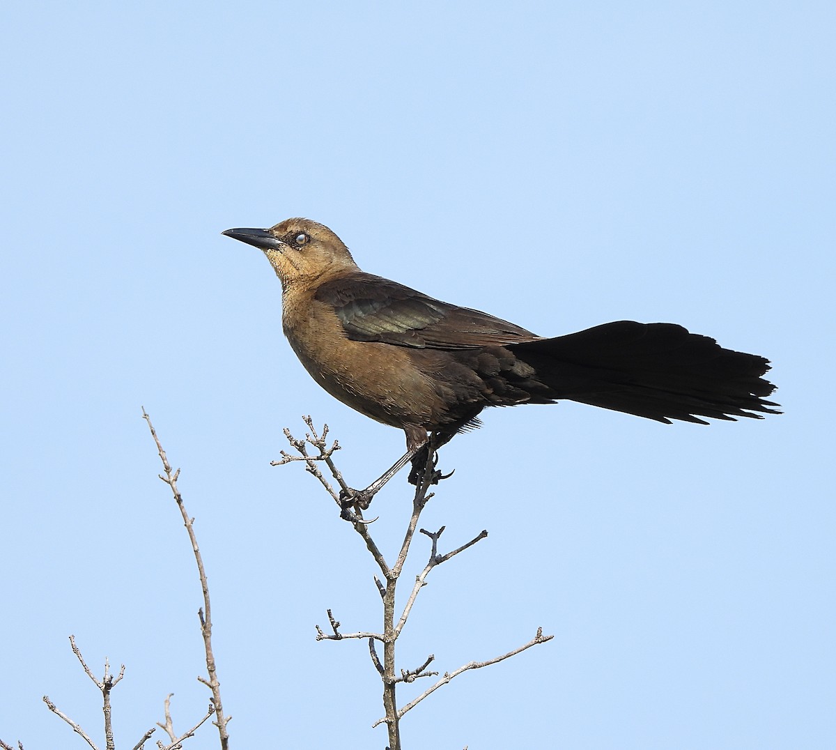 Great-tailed Grackle - ML616906443