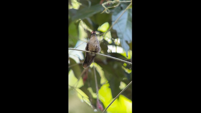 Colibrí Florido de Santa Marta - ML616906480