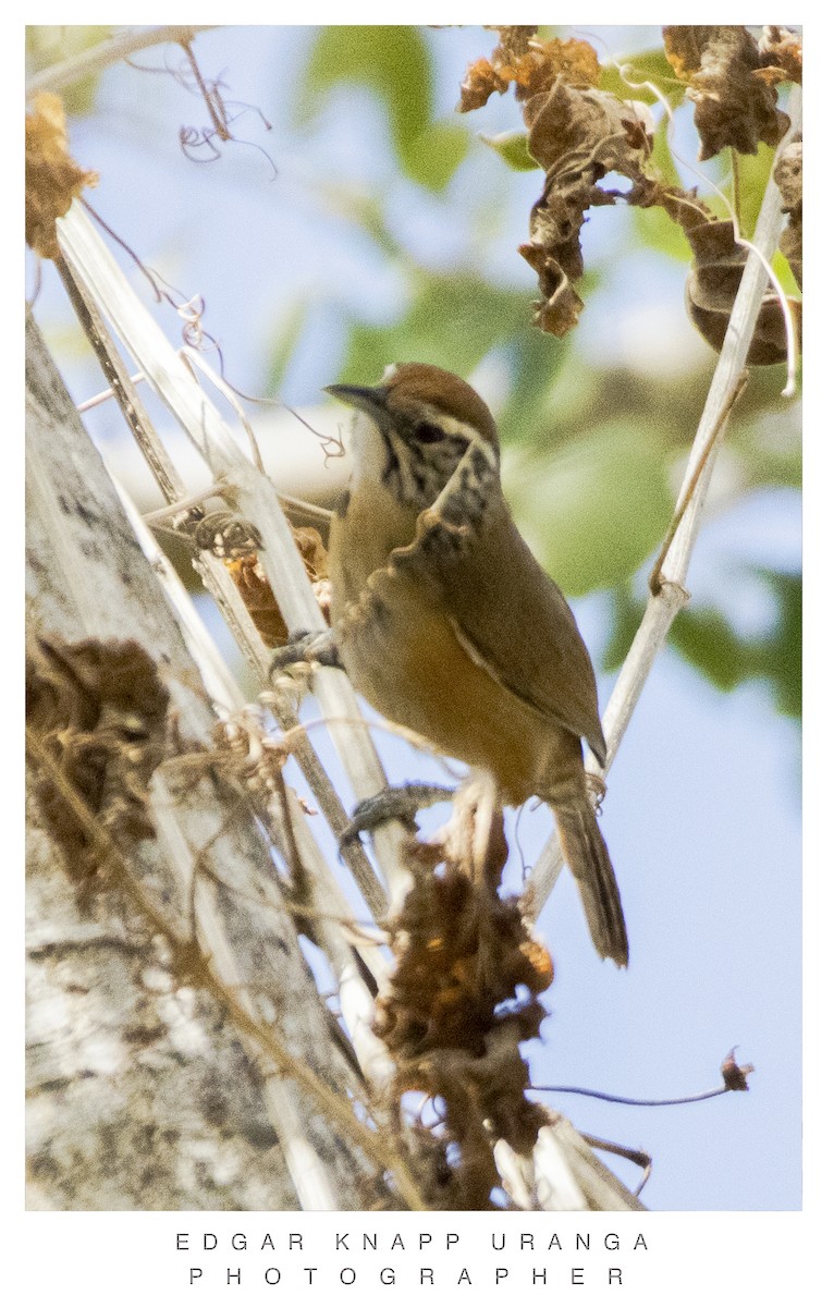 Happy Wren - ML616906489