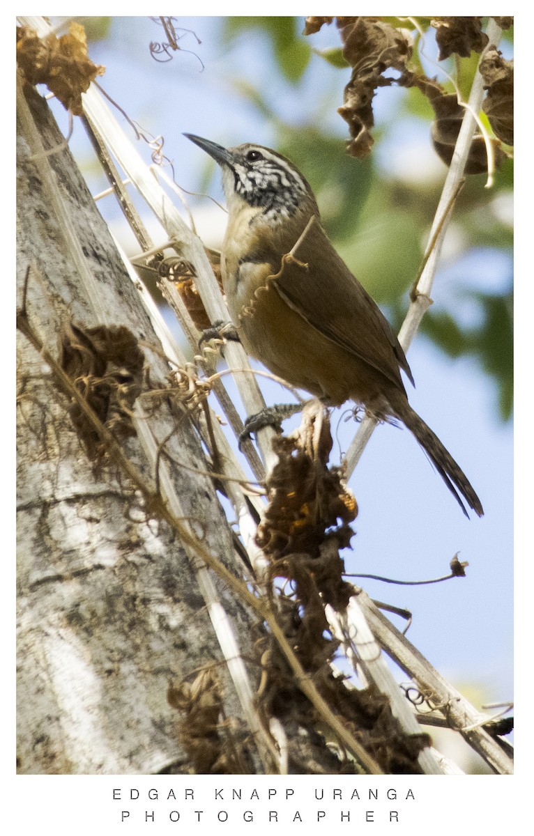 Happy Wren - ML616906490