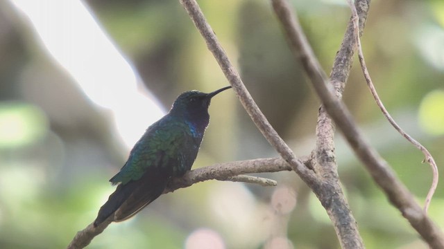 Colibrí de Santa Marta - ML616906522