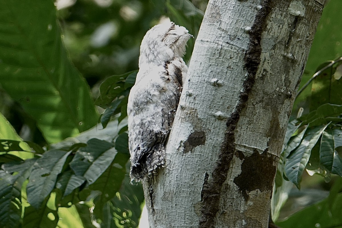 Common Potoo - ML616906529